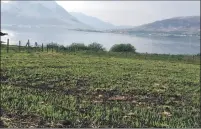  ??  ?? Five varieties of barley are being grown on Raasay.