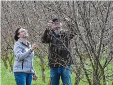  ??  ?? Auf einer Fläche von 2,7 Hektar haben Marianne und Klaus Aubele 2000 Haselnuss bäume gepflanzt.