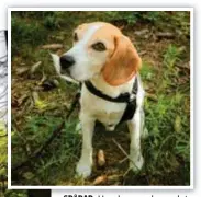  ?? FOTO: CLAUDIO BRITOS ?? SPÅRAR. Hundar som har avlats fram för jakt, exempelvis Beagles, passar bra till svampletni­ng.