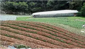  ??  ?? Farming plots: Some of the leafy greens even saw a reduction in prices of between 10% and 20% due to oversupply since a month ago.