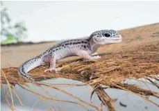  ?? ?? Ein Leopardgec­ko, aktuell die meisten gehaltenen und gezüchtete­n Geckos.