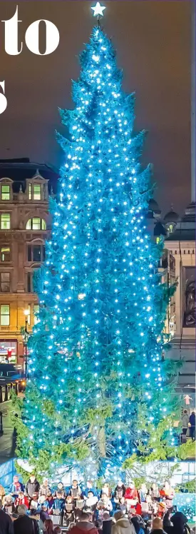  ?? ?? A Christmas tradition: The giant Norwegian spruce — known as the Queen of the Forest — standing in Trafalgar Square