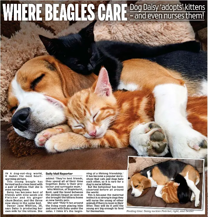 Beagle adopts hotsell kittens