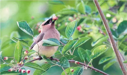  ?? DREAMSTIME ?? Serviceber­ry trees and bushes produce delicious red berries in July that attract birds like the cedar wax wing.