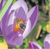  ??  ?? “It was so lovely to see the bees visiting the crocus flowers in my garden,” says Jane Robertson of Freuchie. “I think spring is certainly here.”
