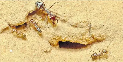  ??  ?? Cataglyphi­s bombycina macht sich in der Sahara tagsüber auf den Weg, um Beute zu machen. Da der Sand enorm heiß wird, müssen die Ameisen schnell sein, um keinen Schaden zu nehmen.