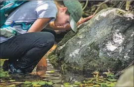  ?? Brian van der Brug Los Angeles Times ?? SARAH WENNER, National Park Service biological technician, searches for California red-legged frogs along a creek in the Santa Monica Mountains.