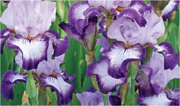  ??  ?? Striking: Iris Everything Plus is a tall bearded variety with deep violet markings