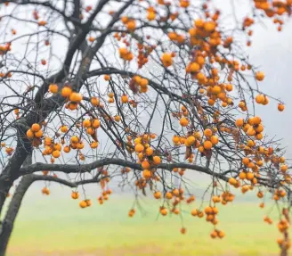  ??  ?? The persimmon tree hangs on to its golden fruit even when the leaves drop in winter.