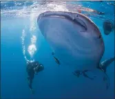  ?? ?? Whale sharks grow to as much as 65ft in length