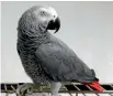  ??  ?? An African grey parrot’s squawks could be used as evidence.