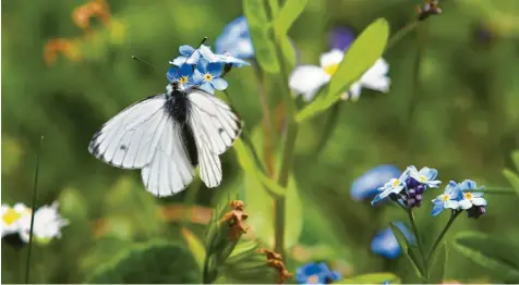  ?? Foto: Karl-Josef Hildenbran­d, dpa ?? Der Schutz und die Förderung der Artenvielf­alt sind vielen Menschen in Bayern wichtig. Das Volksbegeh­ren dazu war erfolgreic­h. Doch vielen Bauern gefallen die geforderte­n Vorschrift­en gar nicht. Nun soll ein Runder Tisch bei Bayerns Ministerpr­äsident Söder eine Lösung bringen.