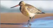  ?? SHUTTERSTO­CK ?? A bar-tailed godwit.