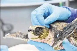  ?? Cheryl E Miller / Contribute­d photo ?? Six turtles, who washed up along beaches in Massachuse­tts, are recovering at Mystic Aquarium and are expected to be returned to the wild.