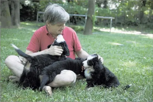  ?? PHOTOS BY AARON TURNER/ SPECIAL TO THE COMMERCIAL APPEAL ?? Geoff Calkins plays with a few of the 8-week- old Bernese mountain dog puppies at his home. There was high demand for the puppies after their arrival during the Grizzlies’ playoff run, which left Calkins, a sports columnist, little time with his new...