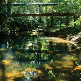  ?? ?? Pasar el puente colgante es una experienci­a natural muy bonita.