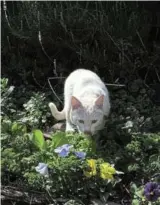  ?? ?? Pamuk in Griffiths’ garden, enjoying the catnip.