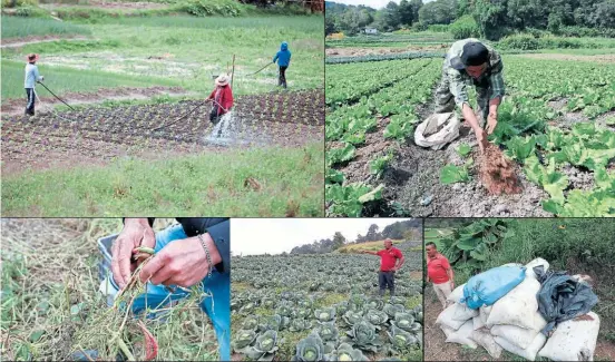  ?? FOTOS: MARVIN SALGADO ?? Expertos en economía aseguran que el Tratado de Libre Comercio entre Estados Unidos, Centroamér­ica y República Dominicana no beneficia al productor hondureño, pues permite que ingresen hortalizas de países vecinos con igual o menor precio, lo que hace que los campesinos vendan sus productos más bajos en comparació­n con los costos invertidos.