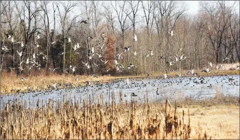  ?? NWA Democrat-Gazette/FLIP PUTTHOFF ?? Mallards take flight from a wetland in mid-December at Sequoyah National Wildlife Refuge in eastern Oklahoma. Some 5,000 to 10,000 ducks were seen on the wetland during a drive along the refuge tour road.