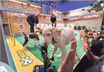  ?? ROBERT DEUTSCH, USA TODAY ?? Keeping the puppies’ heads in the game can be a challenge, as Doobert inspects some gear on the sidelines. Nope, not a Frisbee.