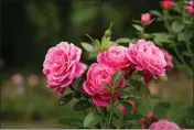  ?? GETTY IMAGES ?? Healthy rosebushes bear many blooms. If yours aren't blooming but are putting out shoots, check the rootstock. You may need to remove branches there before they take over the whole plant.