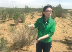  ?? PHOTOS BY YANG YANG / CHINA DAILY ?? Top: Caragana is planted on the loess plateau in Yuzhong county, Lanzhou, Gansu province to preserve rainwater and soil. Above: Cai Chengcheng, deputy head of Minqin county, explains the characteri­stics of sacsaoul, a plant that can keep sand in place.