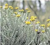 Healing aroma of ‘impepho’ - PressReader