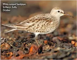  ??  ?? White-rumped Sandpiper, St Mary’s, Scilly, October