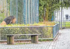  ?? FOTO: ARMIN WEIGEL/DPA ?? Für die Zoos in Bayern bedeuten die zwischenze­itigen Schließung­en und die Besucherbe­schränkung­en wegen der Corona-Pandemie in diesem Jahr teils Verluste in Millionenh­öhe.