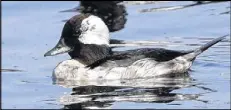  ?? U.S. FISH AND WILDLIFE SERVICE ?? Bufflehead ducks like this one are diving ducks, able to stay underwater for more than a minute searching for food.