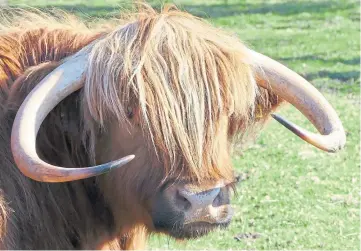  ??  ?? “Here is a picture that I took at Murthly in Perthshire of a highland cow,” says Arthur Bruce of Almondbank. “I thought that its horns were a bit different than usual.”