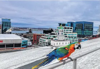  ??  ?? Allie the parrot is seen at Citadel Hill in Halifax on Jan. 3, 2021. Gaurav Singh snapped this shot of her and posted a cropped version on social media, which has received a lot of attention online.
