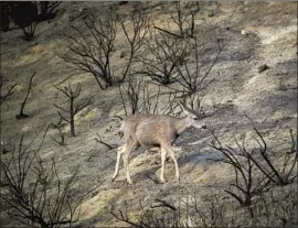  ?? Allen J. Schaben Los Angeles Times ?? A DEER passes through the Bond fire burn scar in Orange County’s Silverado Canyon on Jan. 28. Experts say it’s too early to tell how bad this fire season will be.
