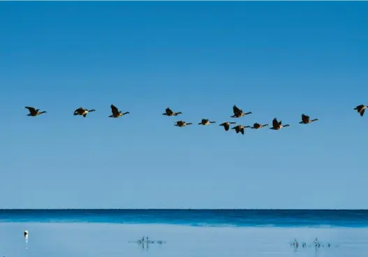  ?? Photo John Greim. LightRocke­t. Getty Image ?? Vol d’oies canadienne­s dans le Massachuse­tts, aux Etats-Unis, en 2020.