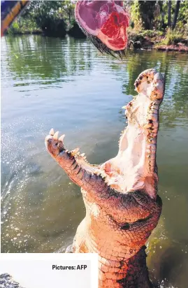  ?? ?? Pictures: AFP
TOOTHY: A crocodile leaping out of the water towards a piece of meat on a stick in Darwin.