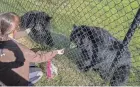  ?? ?? Animal care keeper Ingrio Ramirez gives the black bears treats at the new Busch Wildlife Sanctuary in Jupiter on Dec. 19.