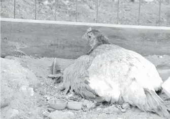  ?? / KARLA BARBA ?? Los pollos no trasmiten esta enfermedad a los humanos