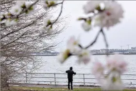  ?? (AP Photo/Andrew Harnik) ?? Cherry blossoms are visible along Hains Point in Washington, Monday, Feb. 27, 2023.