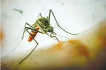  ??  ?? DOCUMENTAR­Y on mosquitoes to air on Discovery channel