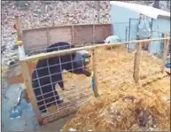  ?? Rebecca Shaw / Contribute­d photo ?? Security footage shows Rebecca Shaw’s pigs, Mary and Hamlet, defending their pig pen from a young bear earlier this week.