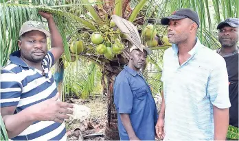  ?? RUDOLPH BROWN/PHOTOGRAPH­ER ?? Kevin Scott (left), Roy Tate (second left), Clayton Lindo and Carlton Manning at Michael Black’s coconut farm in Lyssons, St Thomas, yesterday.