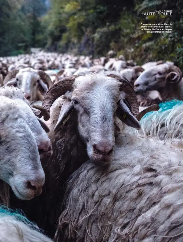  ??  ?? PAYS BASQUE HAUTE-SOULE
Chaque automne, des milliers de
brebis redescende­nt des estives, mobilisant dès l’aube les bergers
qui guident les troupeaux.