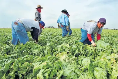  ??  ?? ACTIVIDAD. Gran parte de los latinos en EUA trabajan en la agricultur­a.