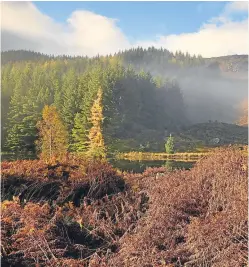  ?? Picture: Getty Images. ?? Compulsory purchase for forestry is a mechanism that has not been used for half a century, says Scottish Land and Estates chairman Lord David Johnstone.