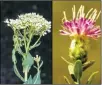  ?? Courtesy NMSU ?? Left: Hoary cress, also known as white top, is an invasive plant that takes over fields including the one east of the Taos County complex. Right: Russian knapweed is a noxious weed that is poisonous to horses.