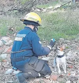  ??  ?? Torvi. Una Jack Russell especialis­ta en rastrear restos humanos.