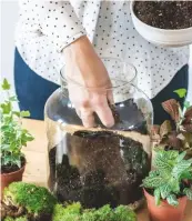  ??  ?? 4 Carefully pour over a 5-7cm layer of houseplant compost.