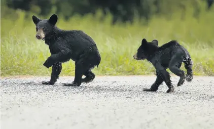  ?? STEPHEN M. KATZ/STAFF ?? Two black bear cubs cross one of the many gravel roads winding through Alligator River National Wildlife Refuge on Sept. 23.