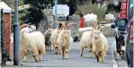  ??  ?? Herd mentality: goats take the streets of Llandudno