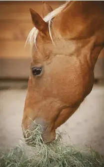  ??  ?? The first step of digestion is chewing, where food is mixed with the water and enzymes in saliva. Saliva also provides a natural acid bu er in the stomach, so the more chewing your horse does, the better.